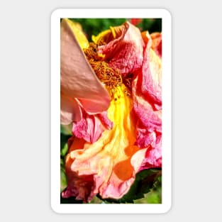 Yellow and Pink Dead Rose Sticker